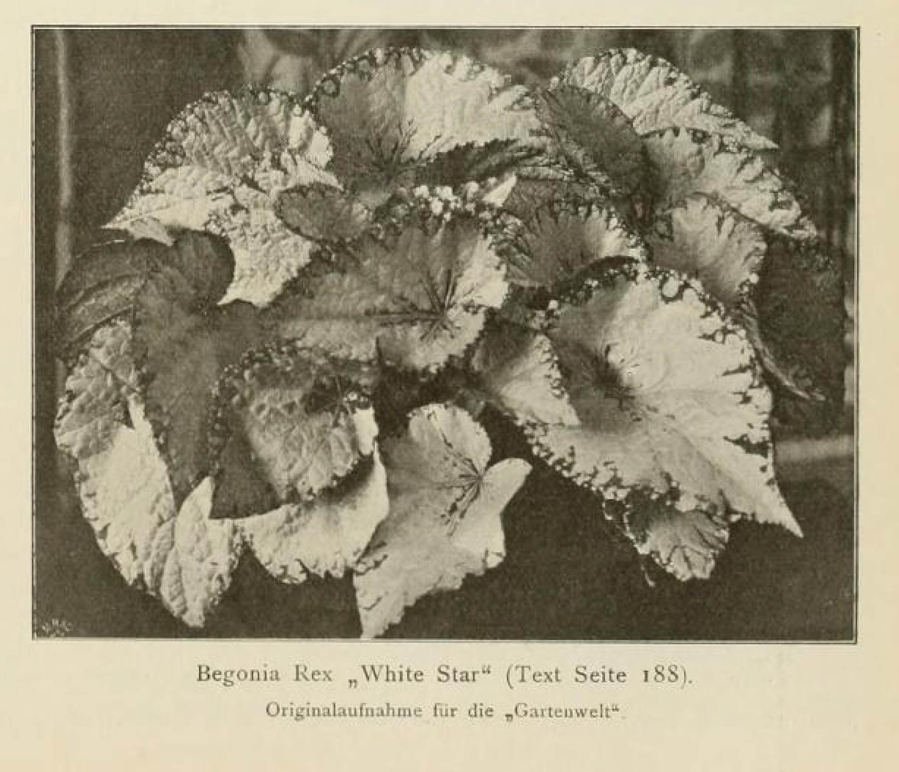 B. ‘White Star’
